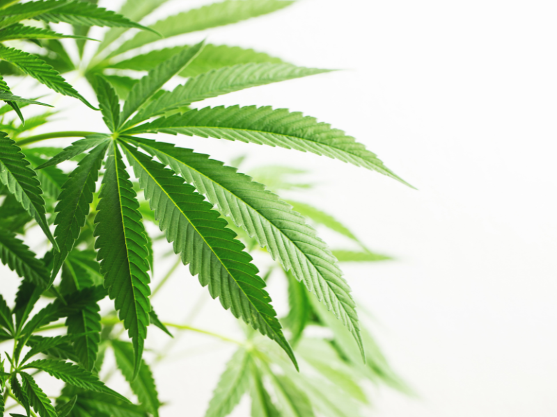 Cannabis Legality Reference Why Are People Using Cannabis for Wellness?