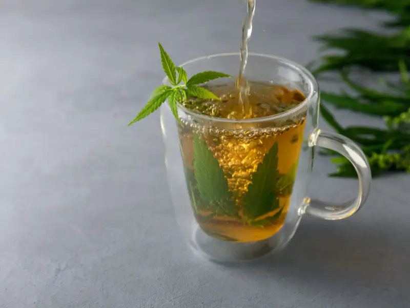 Health Benefits of Cannabis Tea<br />
