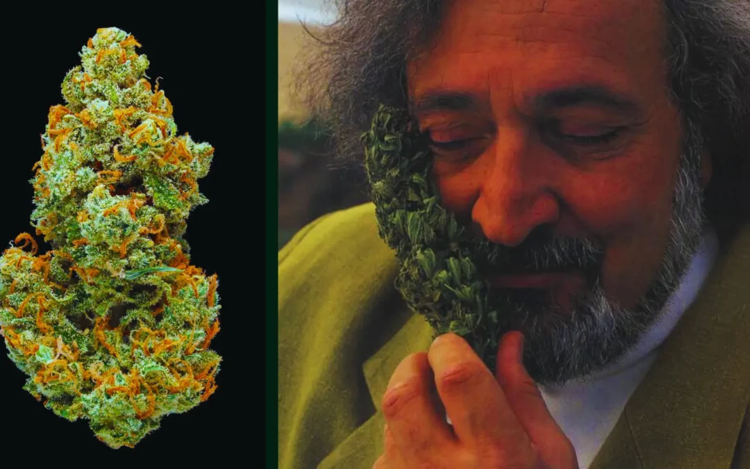 The Jack Herer Strain: What You Should Know