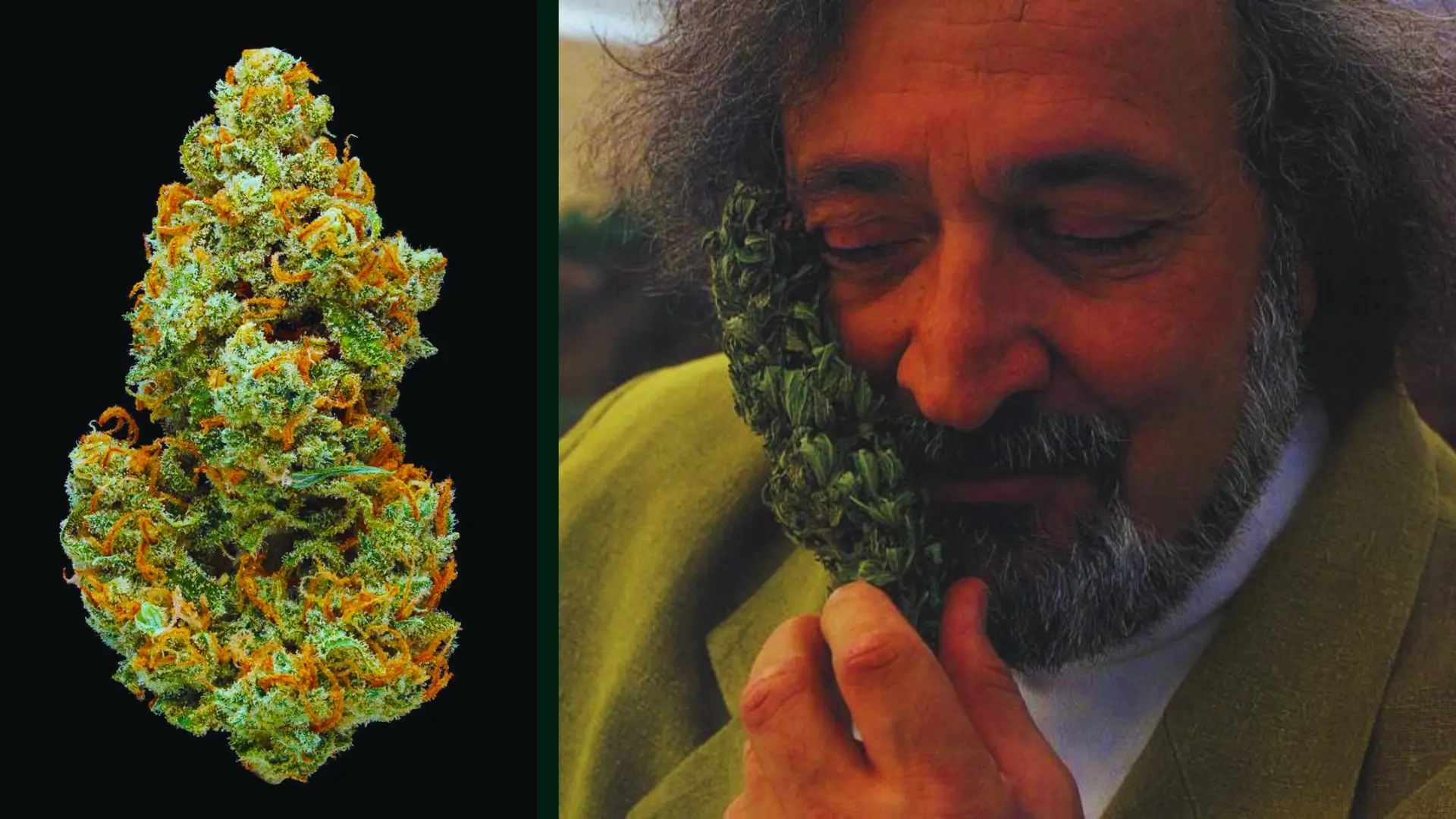 The Jack Herer Strain: What You Should Know