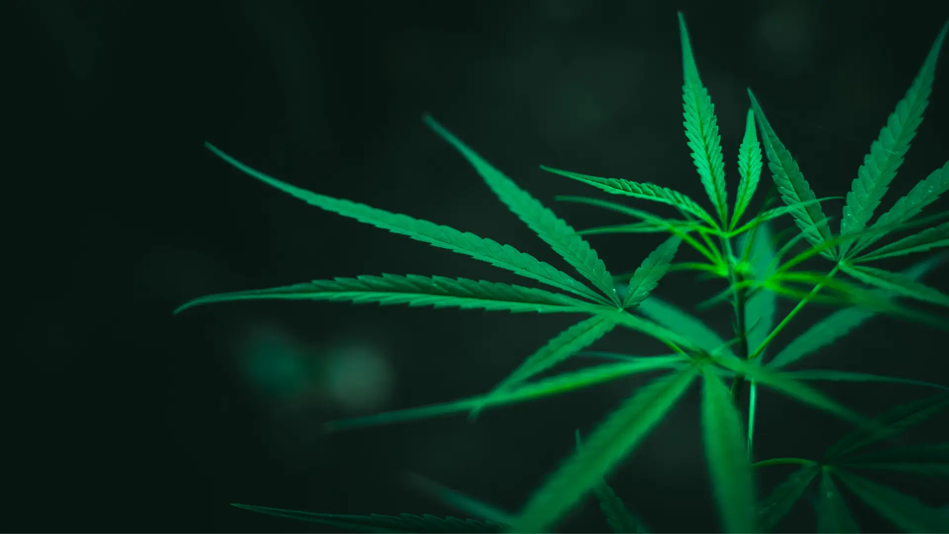 Cannabis Biology Explained