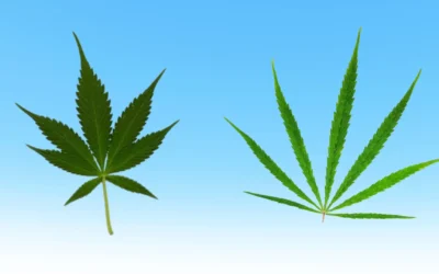 Indica vs Sativa: Picking Your Fall Vibe