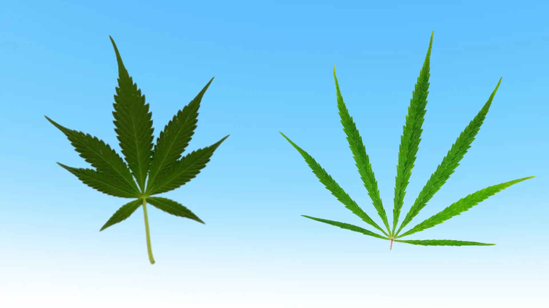 Indica vs Sativa: Picking Your Fall Vibe Indica vs Sativa: Picking Your Fall Vibe